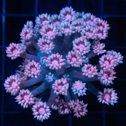 Cotton Candy Goniopora Coral