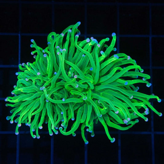 2 Head Cotton Candy Torch Coral