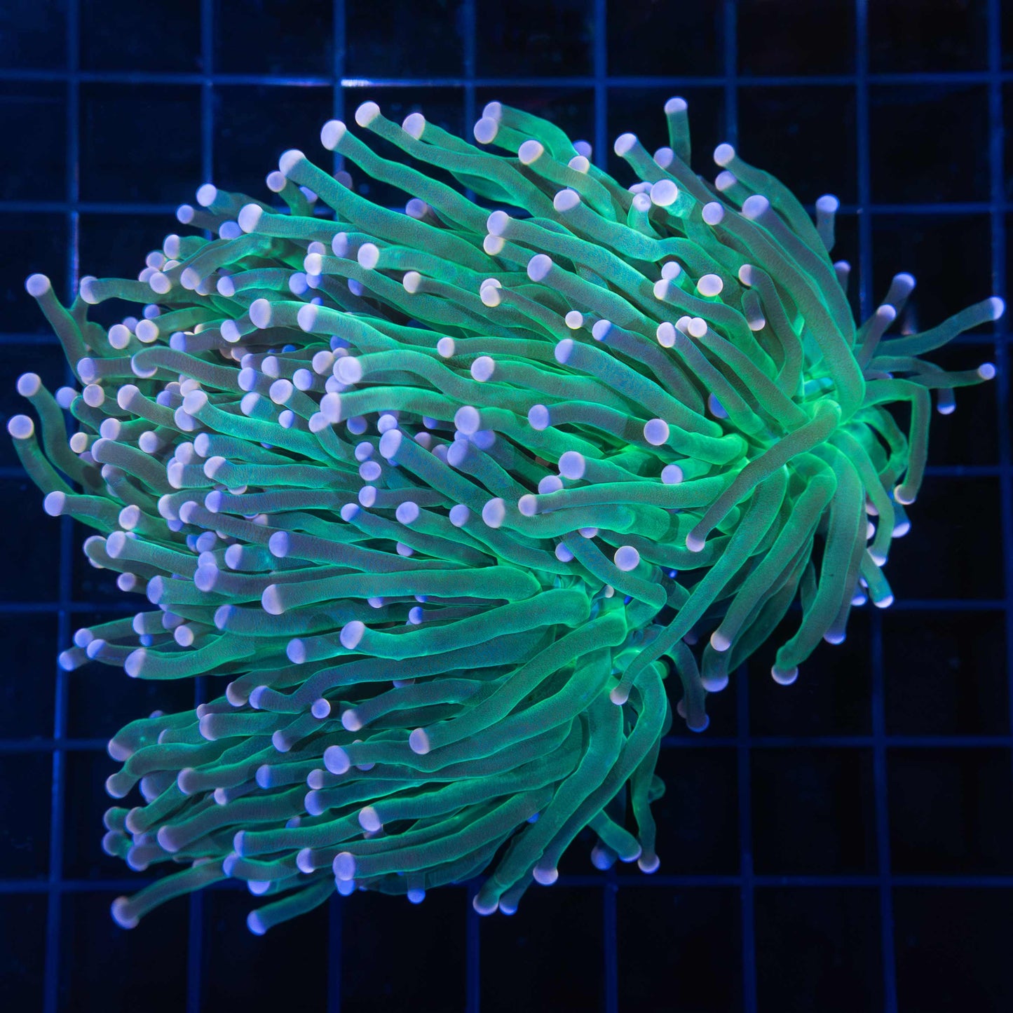 Cotton Candy Torch Coral