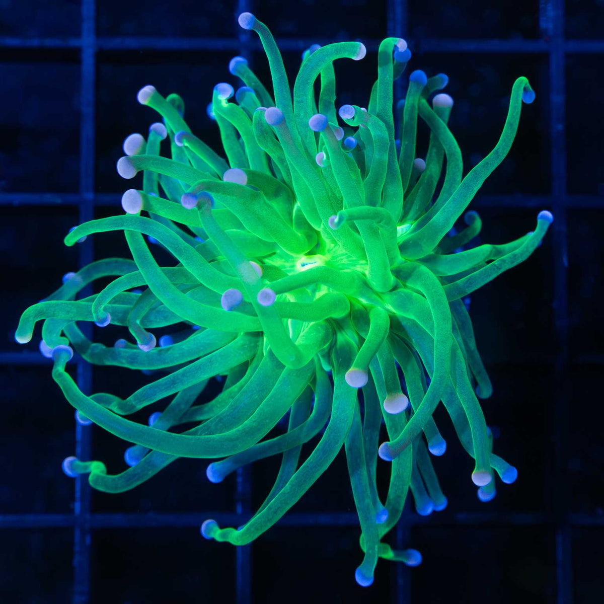 Cotton Candy Torch Coral