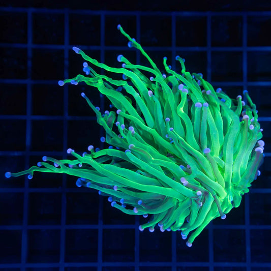 XL Cotton Candy Torch Coral