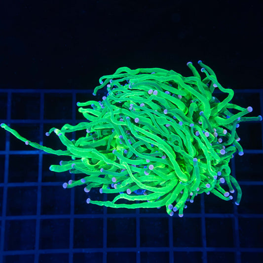 XL Cotton Candy Torch Coral (3 way split)