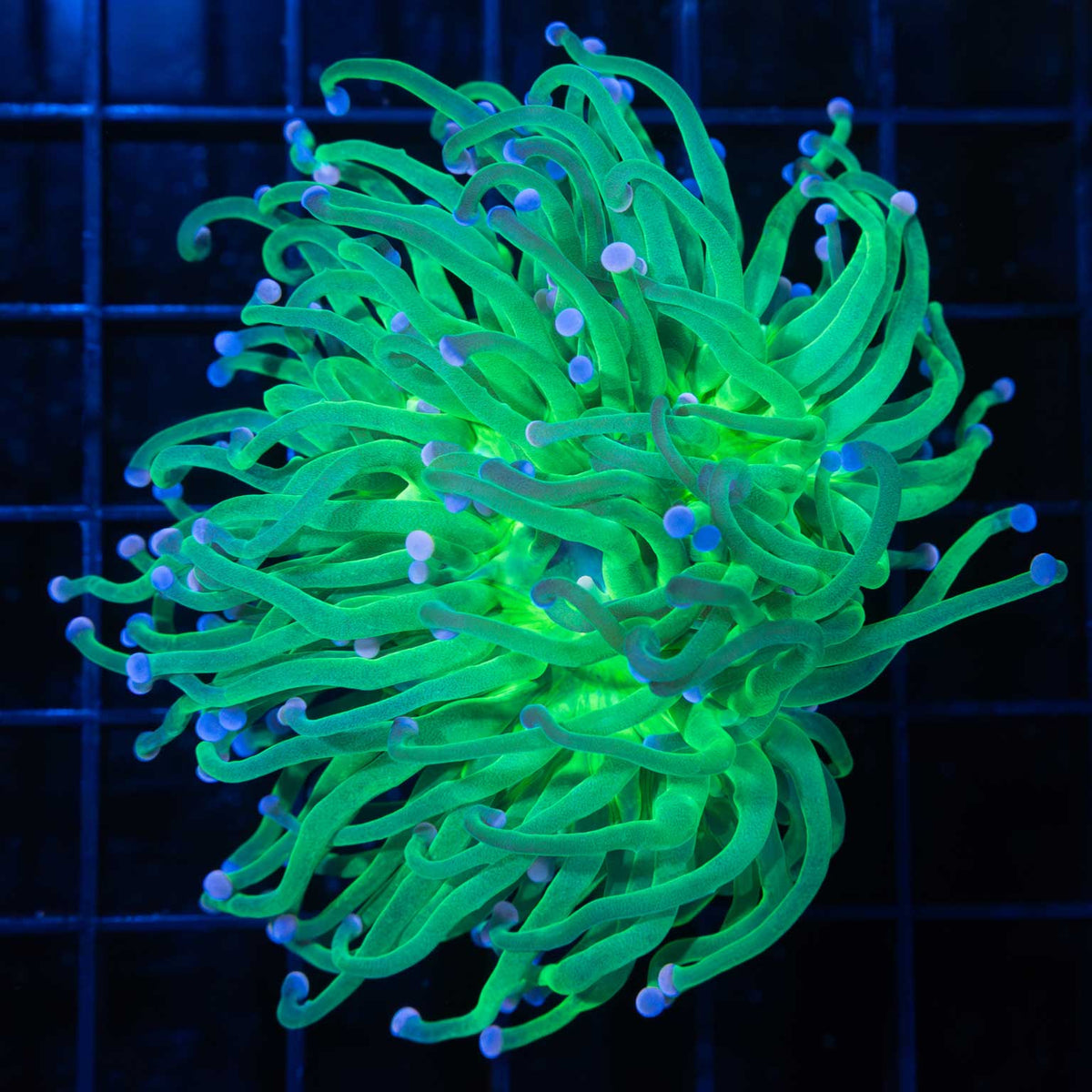 XL Cotton Candy Torch Coral