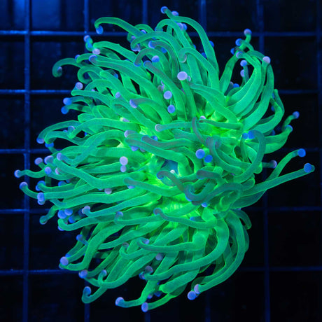 XL Cotton Candy Torch Coral