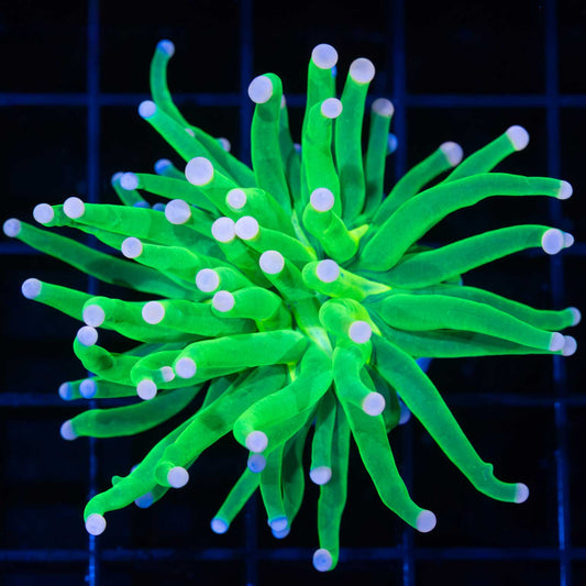 Cotton Candy Torch Coral