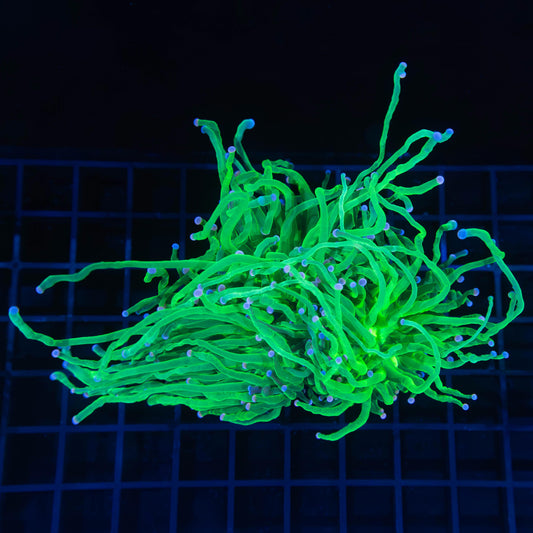 XL 2 Heads Cotton Candy Torch Coral 6"