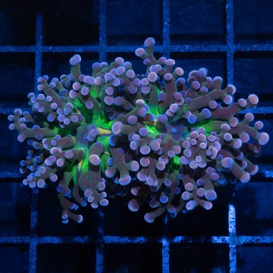 2 Heads Cotton Candy Frogspawn