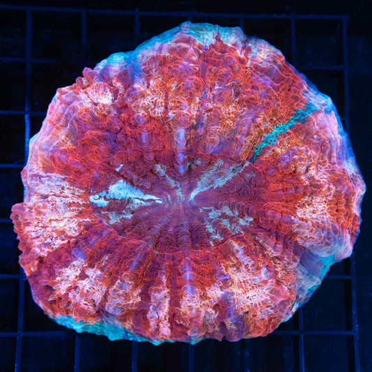 Cranberry Explosion Acanthophyllia