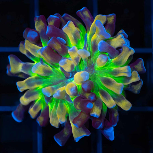 LCK Crazy Crown Branch Hammer (Tank Grown)