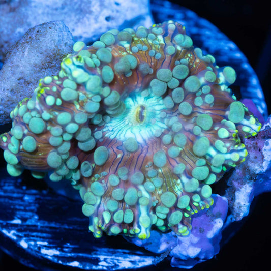 Crazy Mushroom Coral