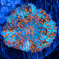 Critical Mass Mushroom Coral