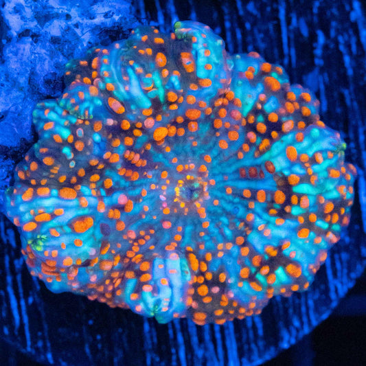 critical mass mushroom coral