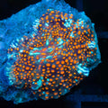 Critical Mass Mushroom Coral