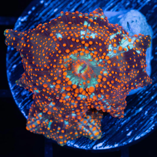 Critical Mass Mushroom Coral