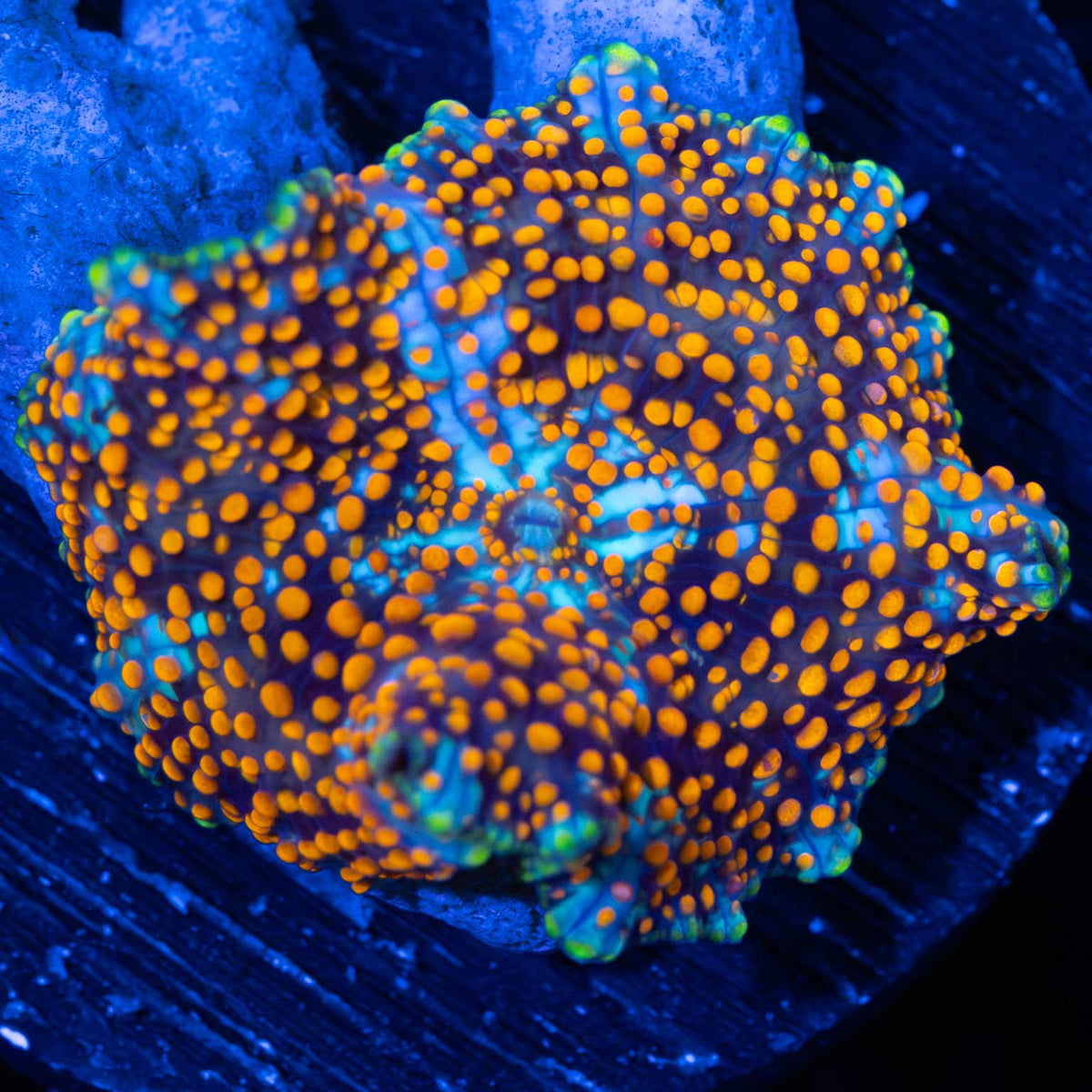 Critical Mass Mushroom Coral