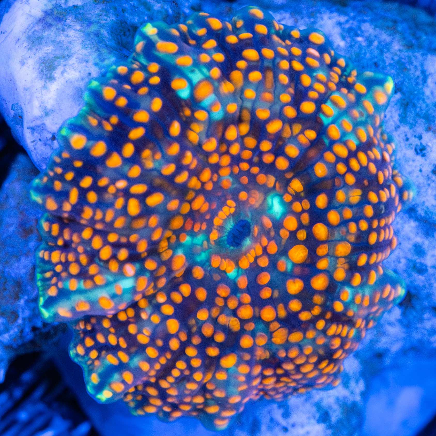 Critical Mass Mushroom (Captive Born)