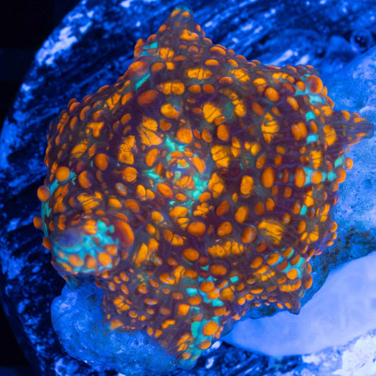 Small Critical Mass Mushroom (Captive Born)