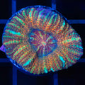 M. Pacifica 2