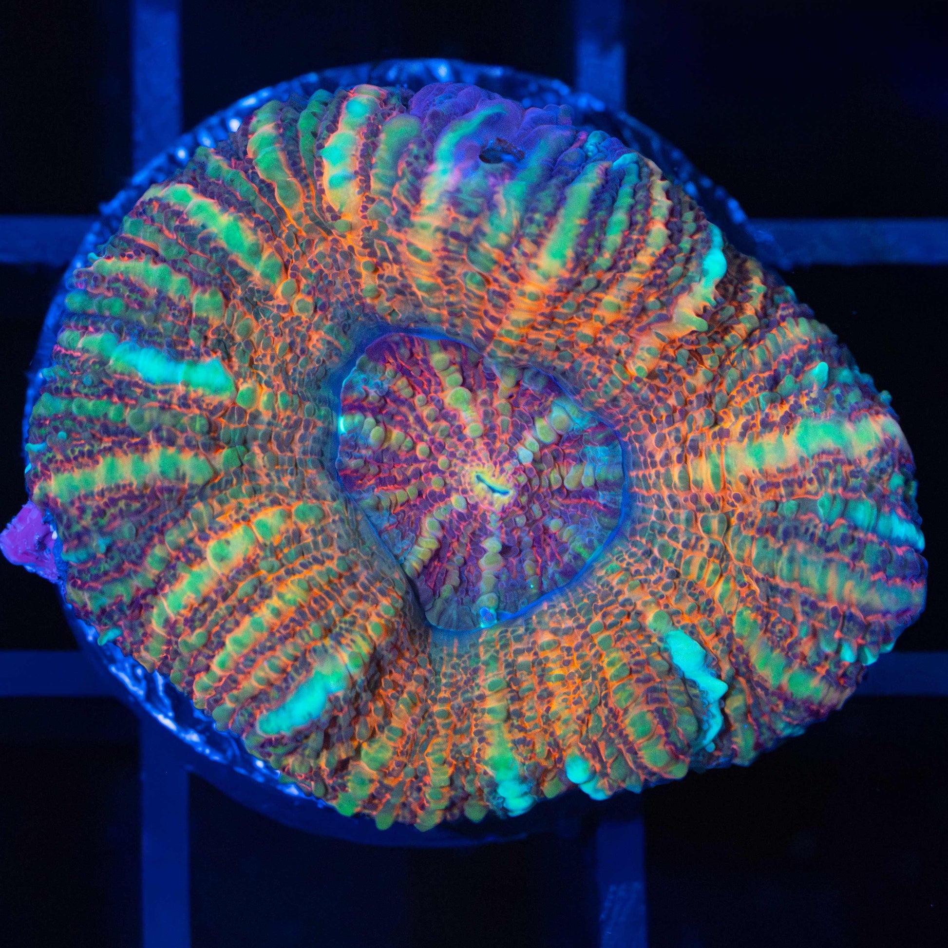 Acan Maxima (Micromussa Pacifica)