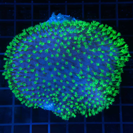 Neon Green Crown Leather Coral 4.5"