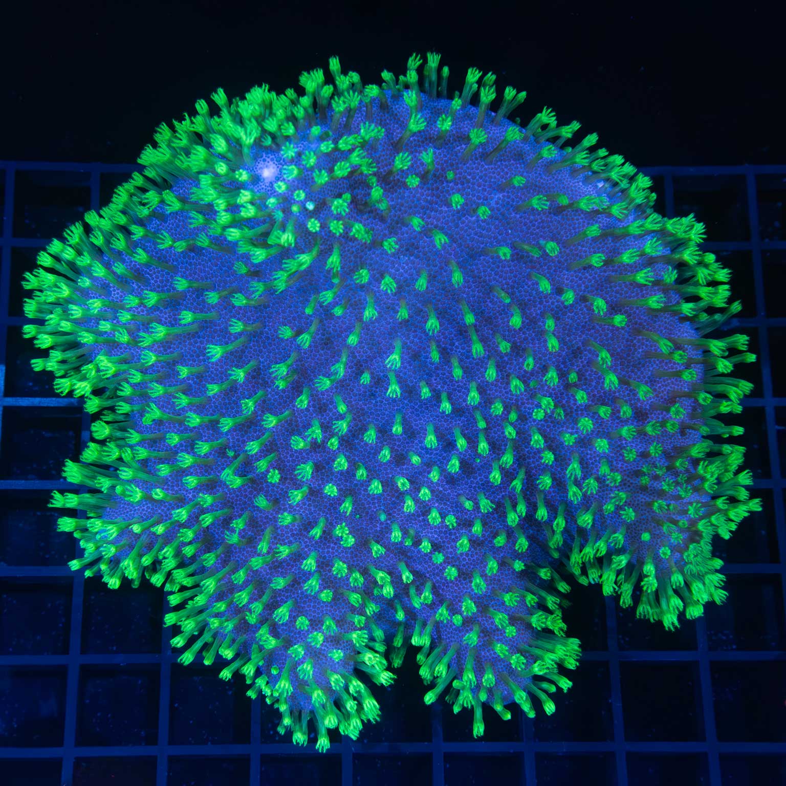 Neon Green Crown Leather Coral