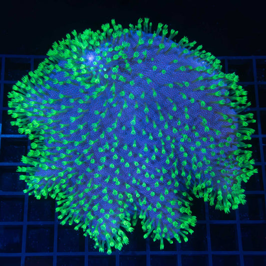 Neon Green Crown Leather Coral