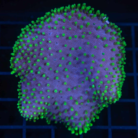 Neon Green Crown Leather 3"