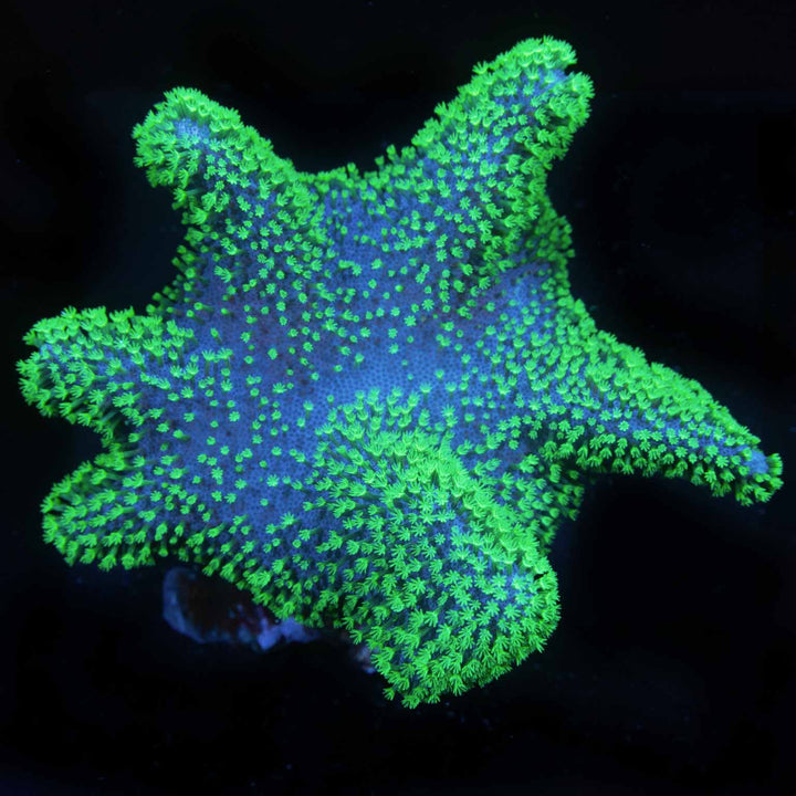 Leather Corals for sale Leather coral care Lucky Corals