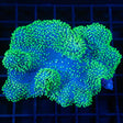 Crown Leather Coral Colony 4"