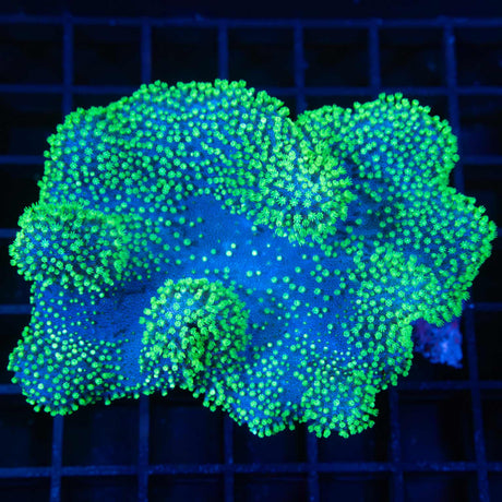 Crown Leather Coral Colony 4"