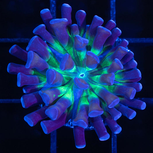 crown royal hammer coral