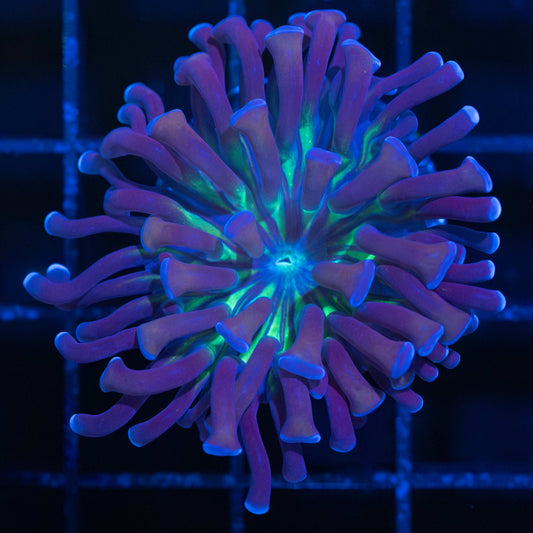 Crown Royal Hammer Coral 11