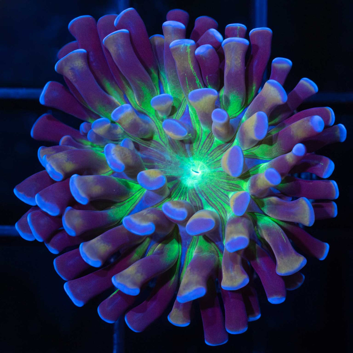 crown royal hammer coral
