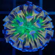 LCK Crown Royal Hammer Coral