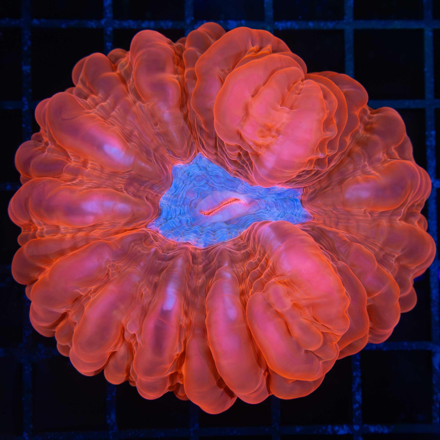 Red Cynarina Coral