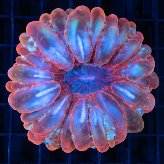 red gold purple cynarina