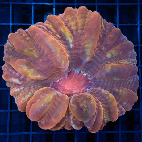 Sunset Cynarina 4.25"