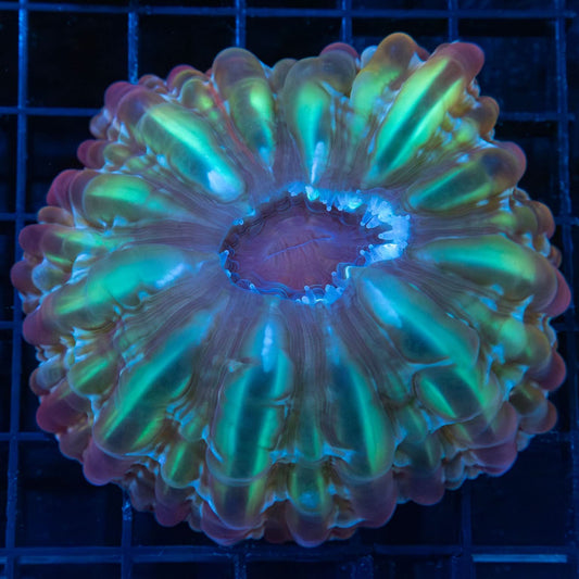 Purple and Green Cynarina Coral 3.25"