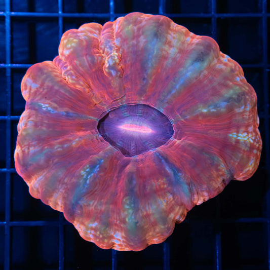 Multicolor Cynarina 3"