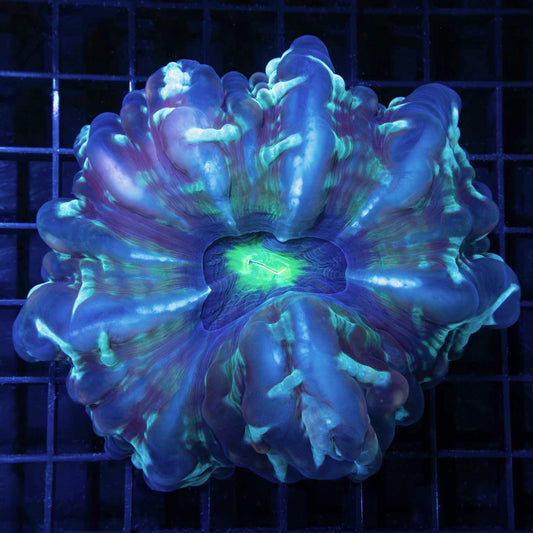 purple green blue cynarina coral