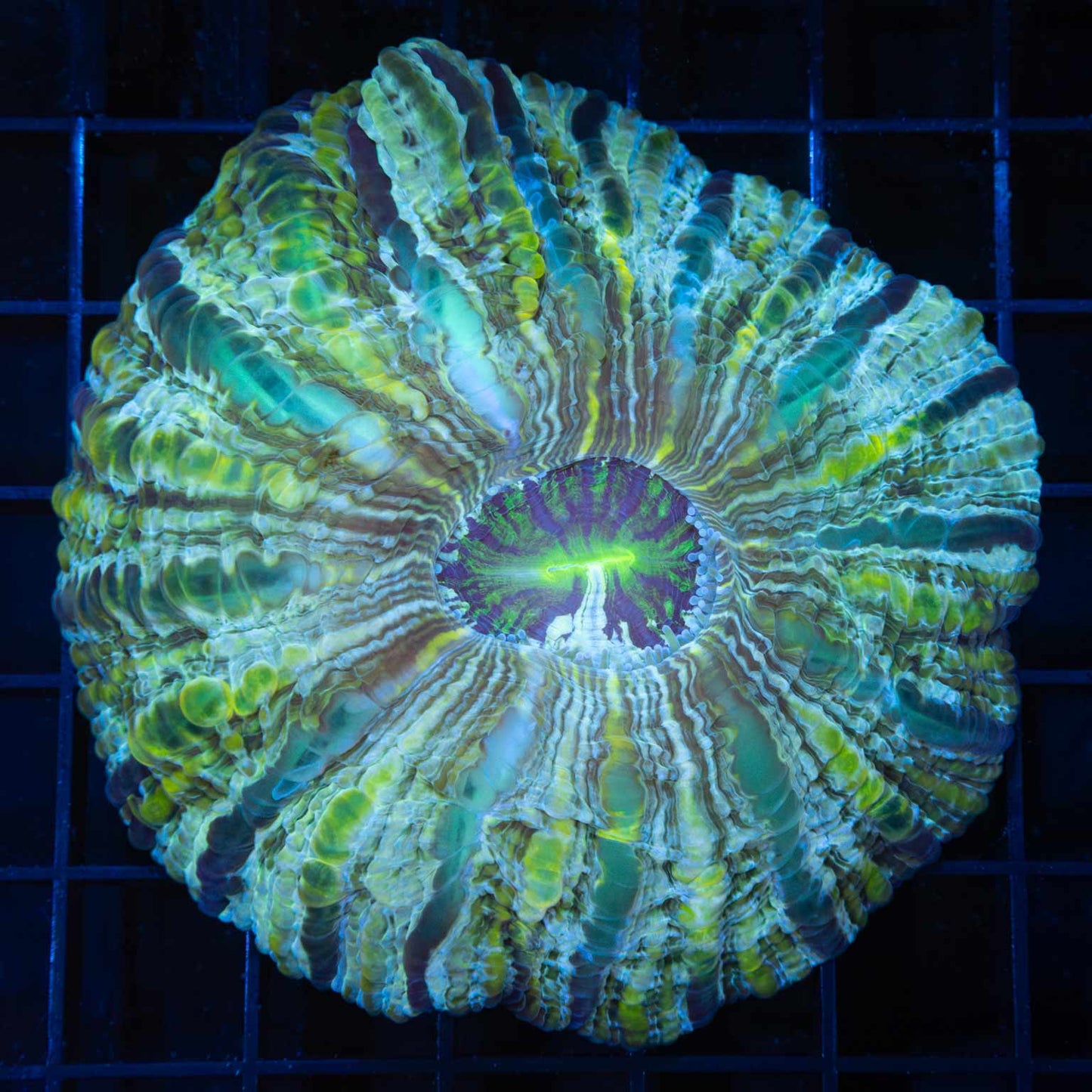 Unique Cynarina 3.5"