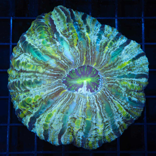 Unique Cynarina 3.5"