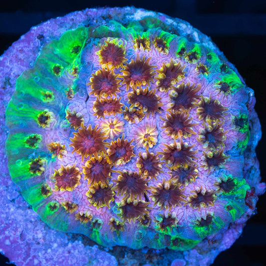 WWC Skittles Bomb Cyphastrea