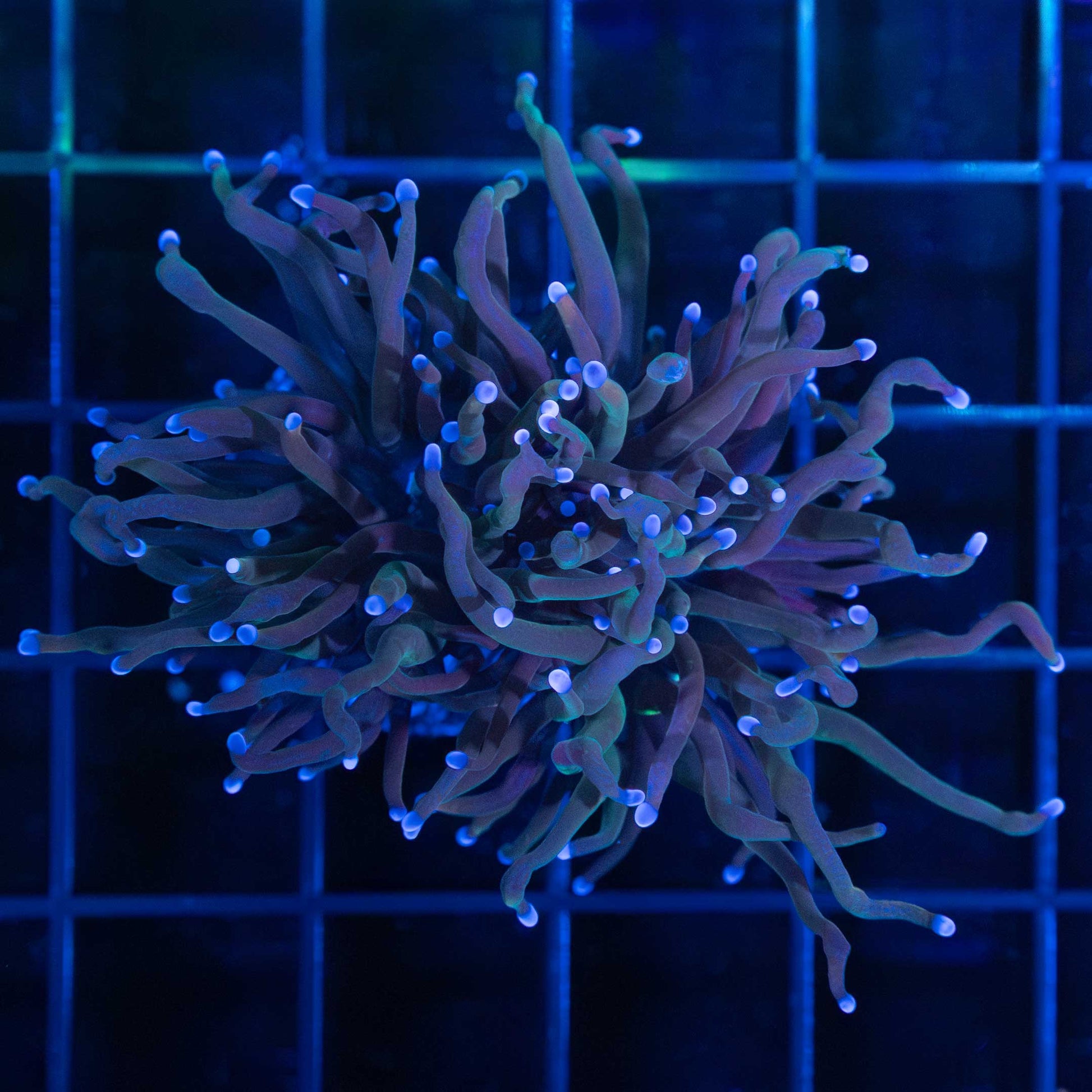 unique torch coral