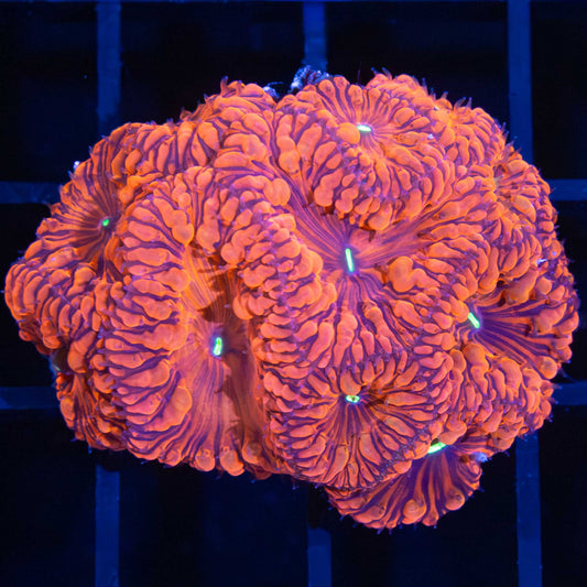 Darth Maul Blasto Colony