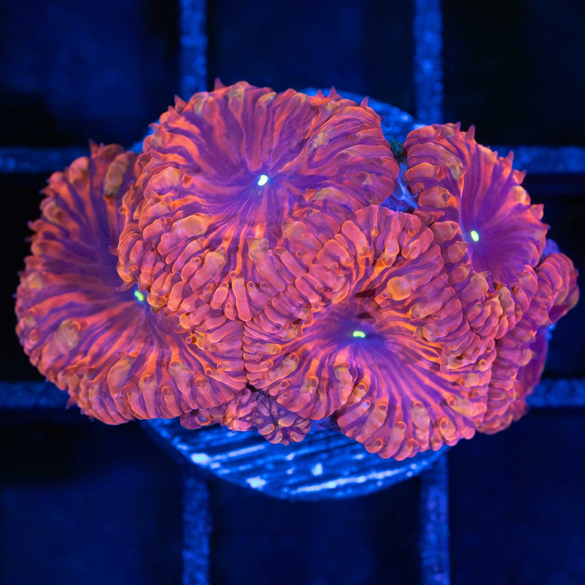 Darth Maul Blastomussa XL Frag