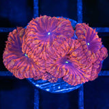 Darth Maul Blastomussa XL Frag
