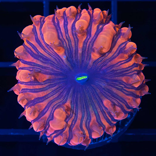 Darth Maul Blasto (Large Polyp)