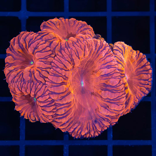 Darth Maul Blasto Mini Colony