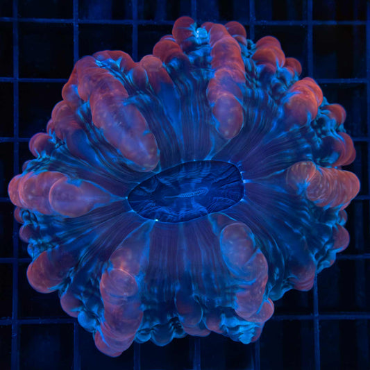 Darth Maul Indophyllia 3.75”